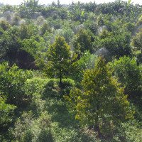 DJI_0533