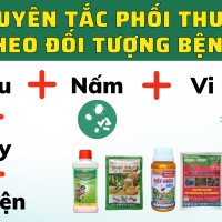 NGUYÊN TẮC PHỐI THUỐC THEO ĐỐI TƯỢNG BỆNH (2)