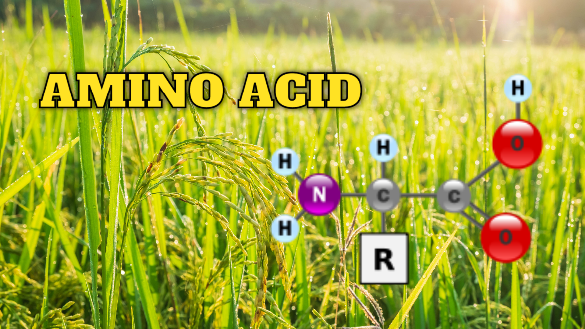 Giải pháp Amino Acid cho lúa (1)