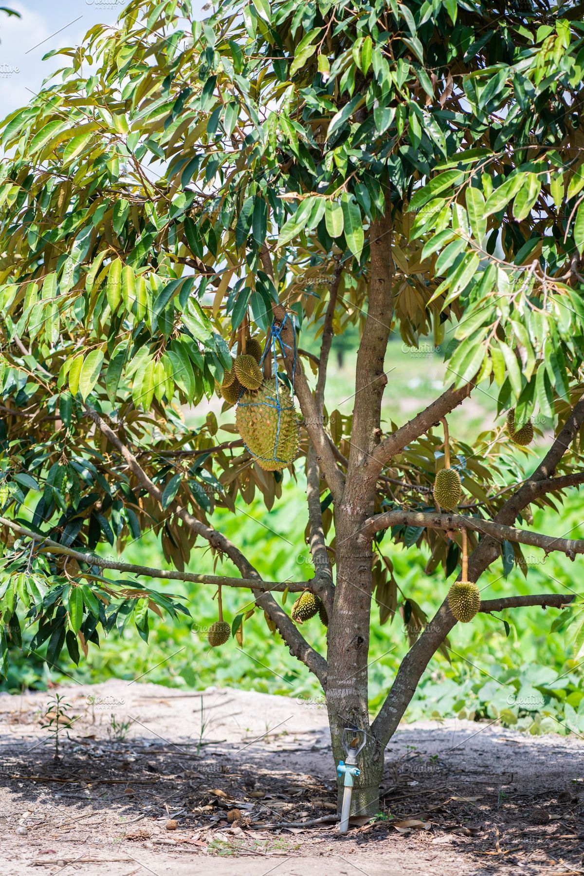 Durians on the durian tree_