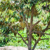 Durians on the durian tree_