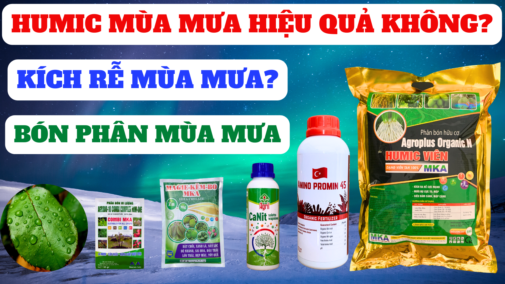 có nên kích rễ cho cây vào mùa mưa? Sử dụng humic có hiệu quả ...