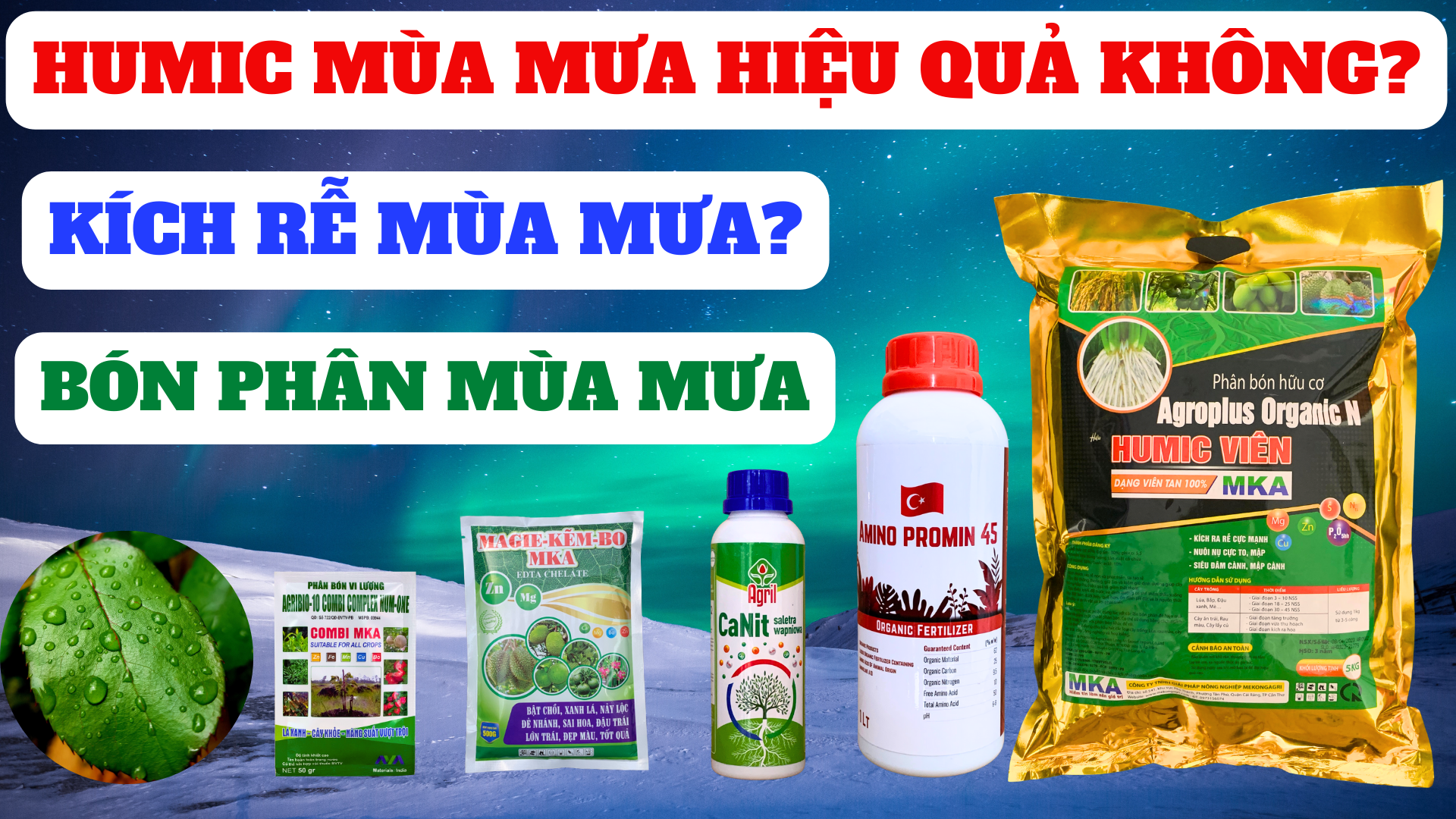 Humic viên mùa mưa