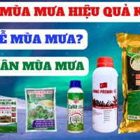 Humic viên mùa mưa