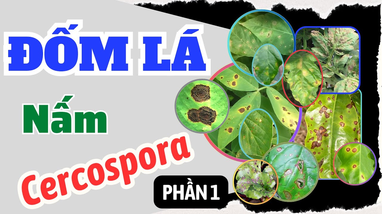 Bệnh đốm lá do nấm Cercospora