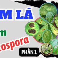 Bệnh đốm lá do nấm Cercospora