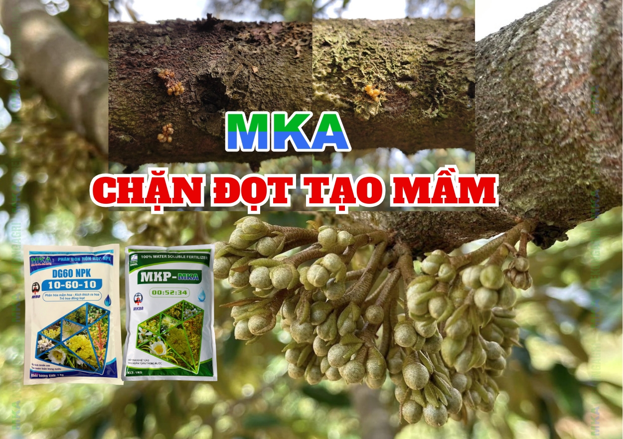 Chặn đọt tạo mầm MKA (3)