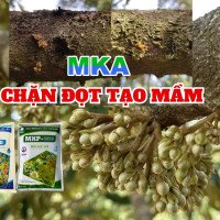 Chặn đọt tạo mầm MKA (3)