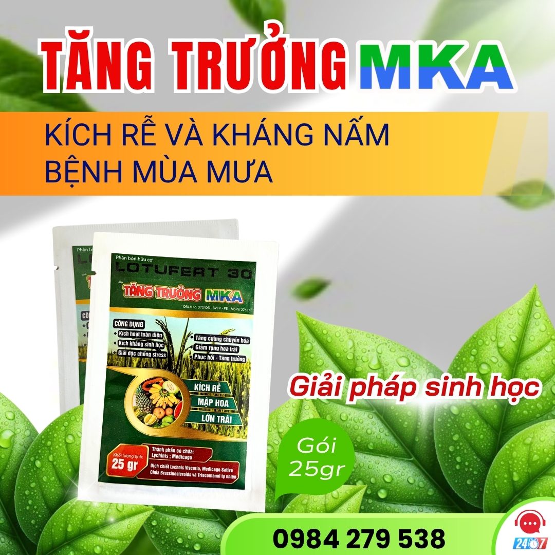 tăng trưởng MKA
