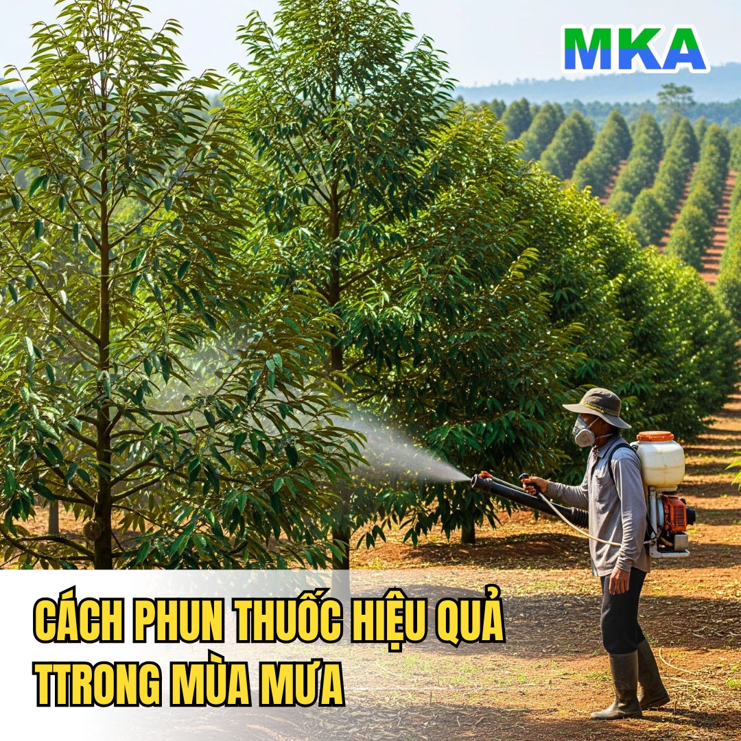 Cách phun thuốc để đạt hiệu quả cao trong mùa mưa