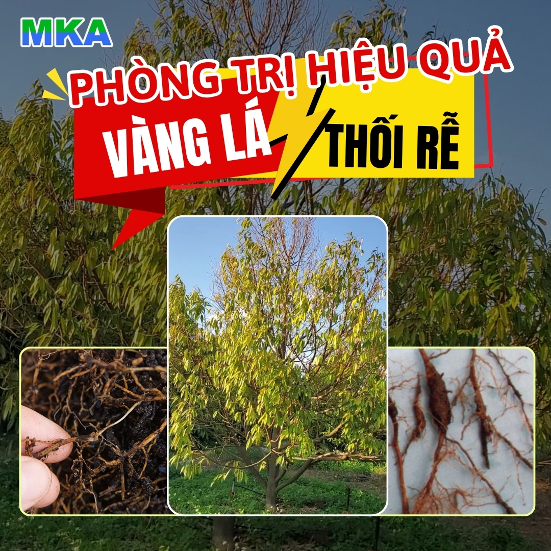 Phòng trị vàng lá thối rễ