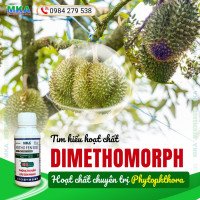 Hoạt chất Dimethomorph chuyên trị nấm phytophthora (2)