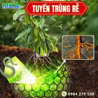 Tuyến trùng rễ
