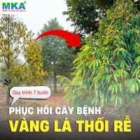 phục hồi cây bị vàng lá thối rễ