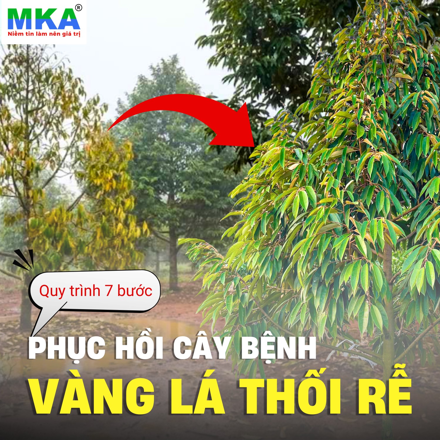phục hồi cây bị vàng lá thối rễ