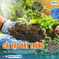 Cải tạo đất trồng cây ăn trái