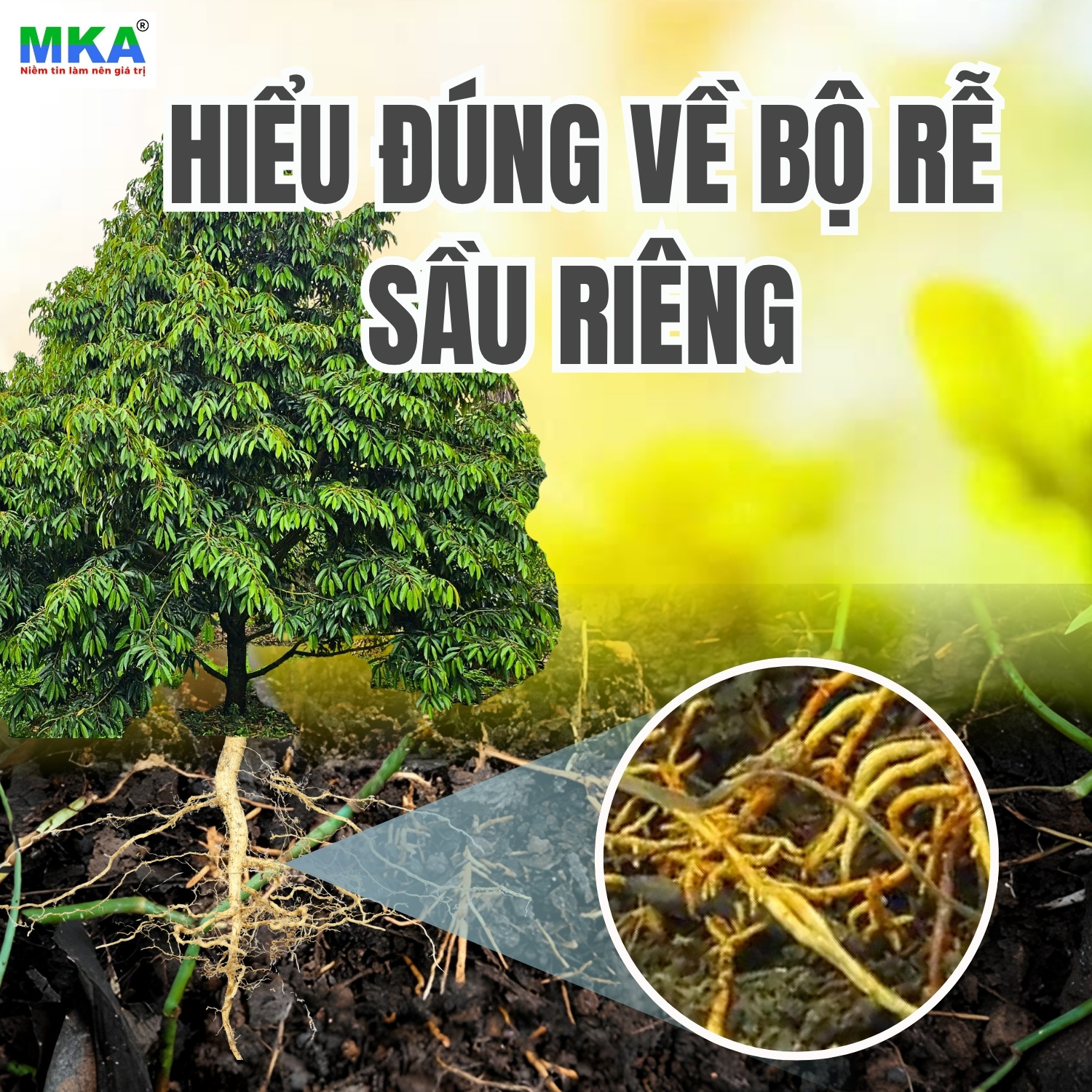 Rễ cây sầu riêng