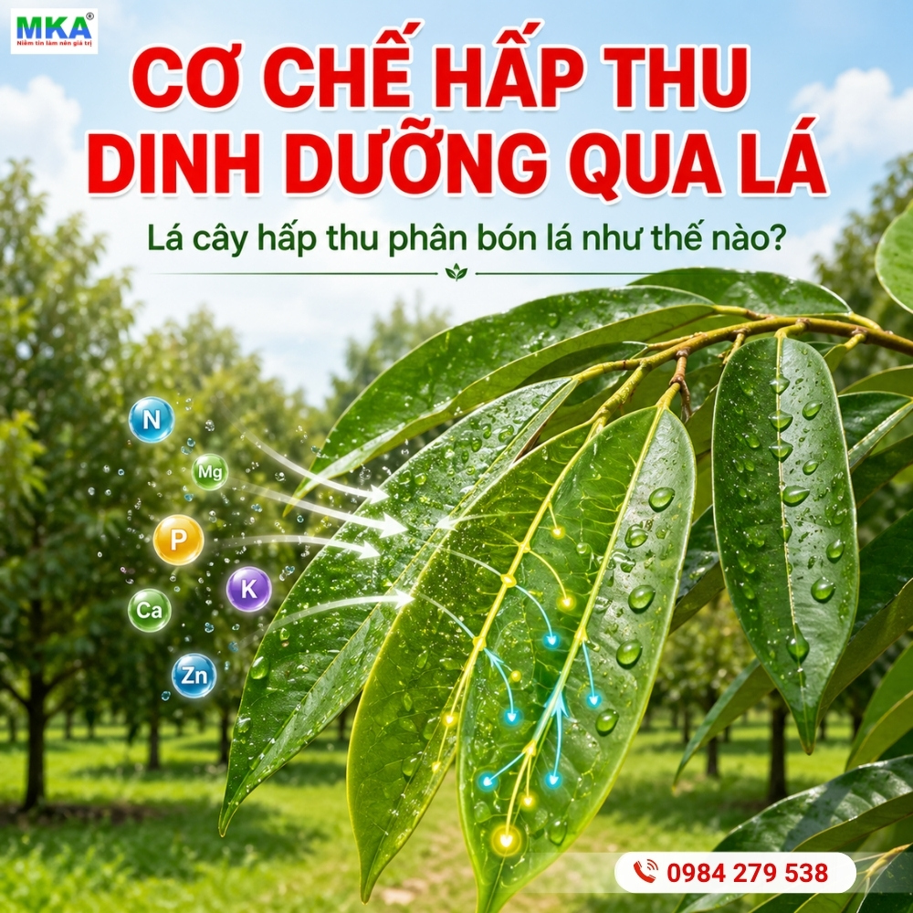 Cơ chế hấp thu dinh dưỡng qua lá