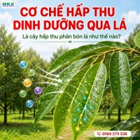 Cơ chế hấp thu dinh dưỡng qua lá