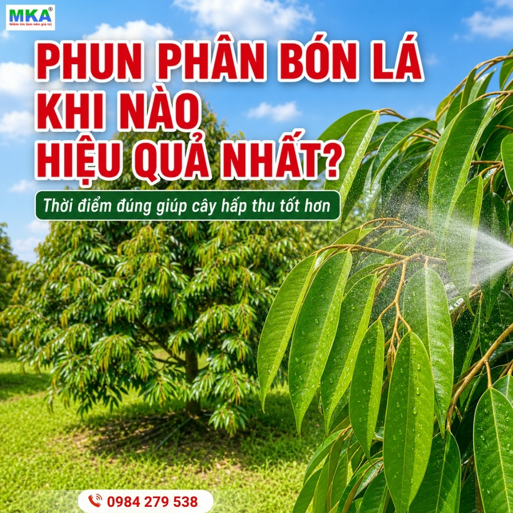 Phun phân bón lá khi nào hiệu quả nhất