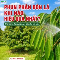 Phun phân bón lá khi nào hiệu quả nhất