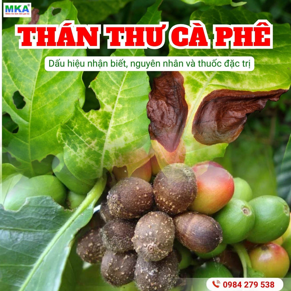 Tìm hiểu bệnh thán thư trên cây cà phê
