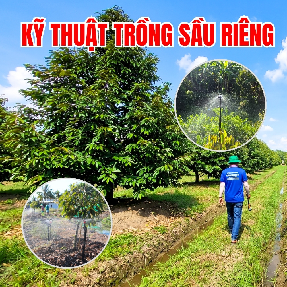 KỸ THUẬT TRỒNG SẦU RIÊNG