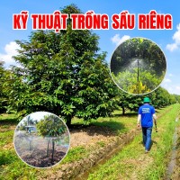 KỸ THUẬT TRỒNG SẦU RIÊNG