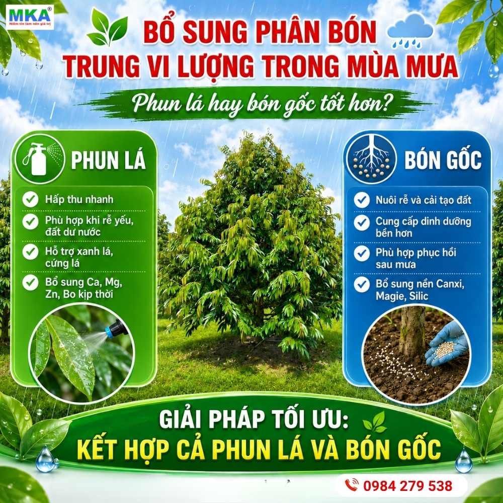 Bổ sung phân bón trung vi lượng trong mùa mưa Phun lá hay bón gốc tốt hơn