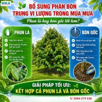 Bổ sung phân bón trung vi lượng trong mùa mưa Phun lá hay bón gốc tốt hơn