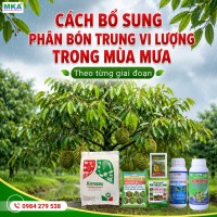 cách bổ sung phân bón trung vi lượng trong mùa mưa