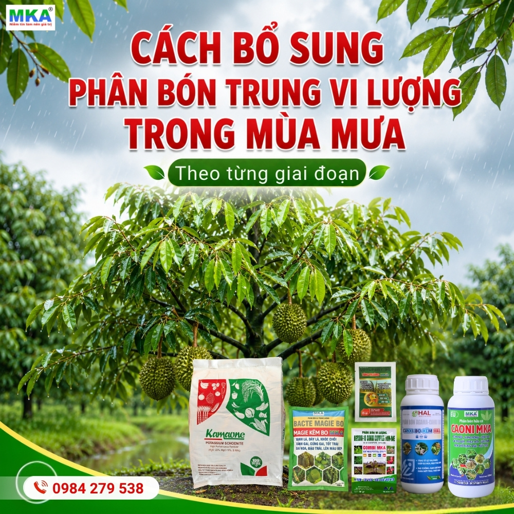 cách bổ sung phân bón trung vi lượng trong mùa mưa