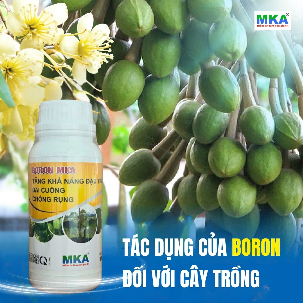 Tác dụng của Bo đối với cây trồng Bón gốc hay phun lá hiệu quả hơn