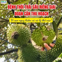 Bệnh thối trái sầu riêng giai đoạn cận thu hoạch