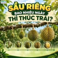 Sầu riêng bao nhiêu ngày thì thúc trái