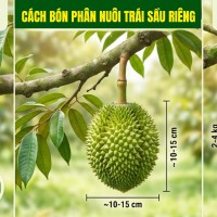 Cách bón phân nuôi trái sầu riêng