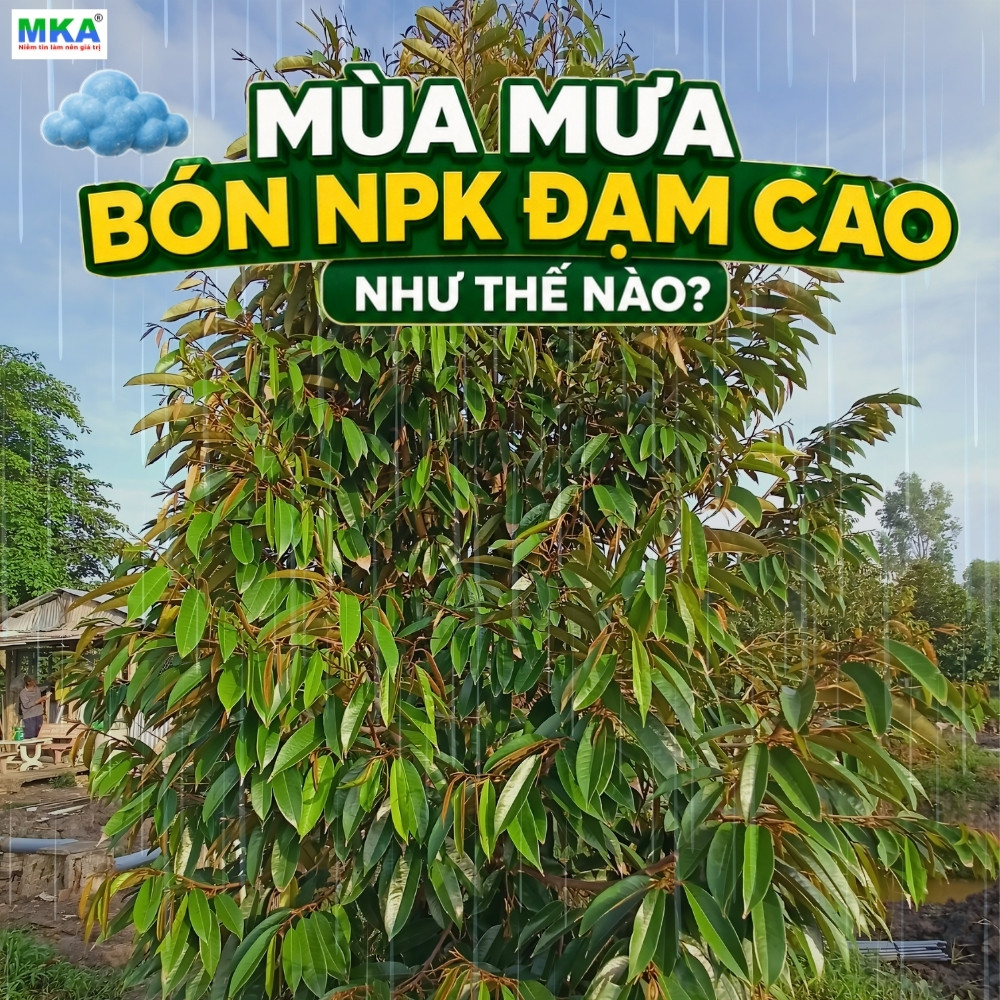 Mùa mưa bón phân NPK đạm cao như thế nào