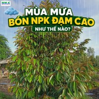 Mùa mưa bón phân NPK đạm cao như thế nào