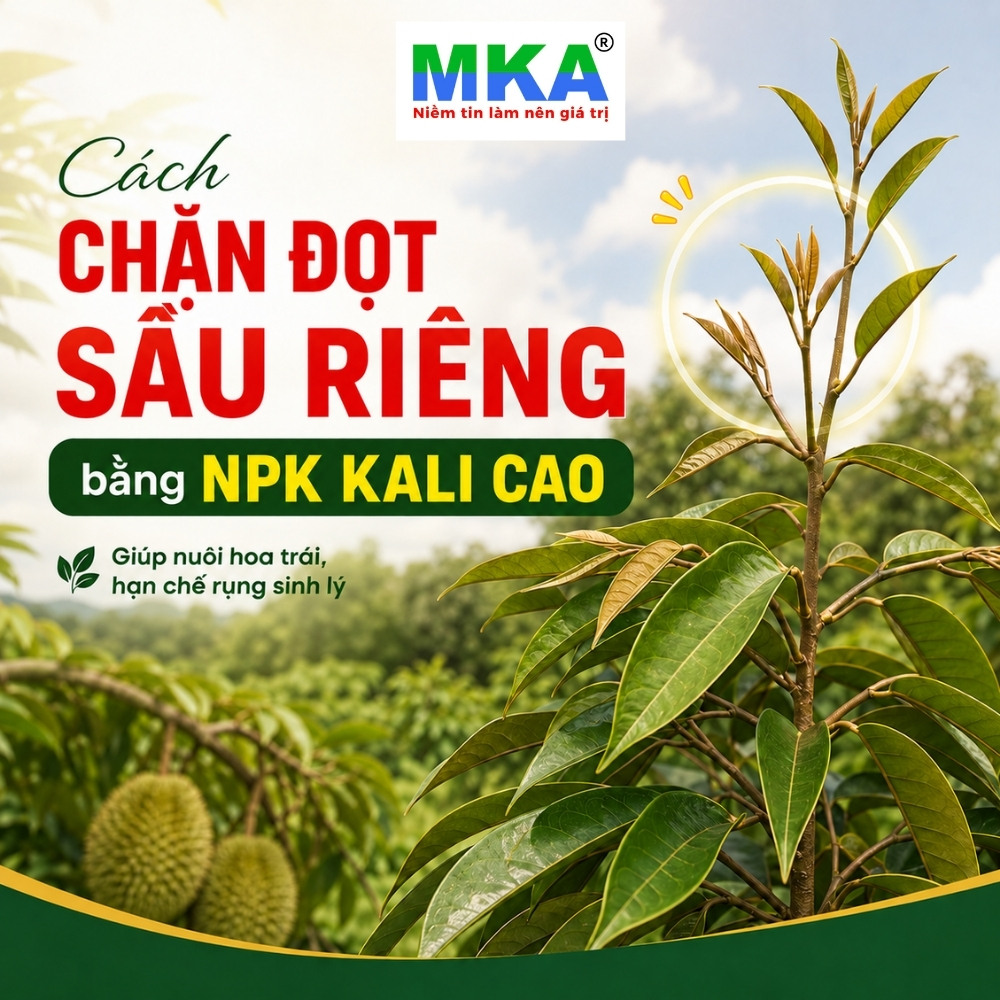 cach-chan-dot-sau-rieng-bang-npk-kali-cao