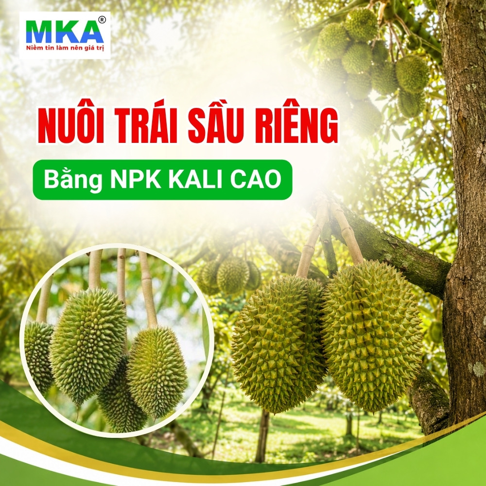 Nuôi trái sầu riêng bằng NPK Kali cao