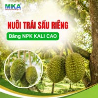 Nuôi trái sầu riêng bằng NPK Kali cao