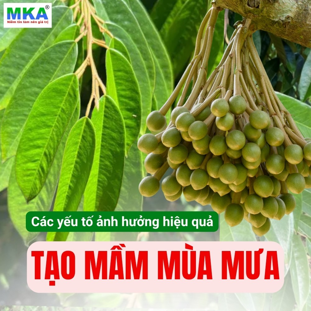 Tạo mầm mùa mưa