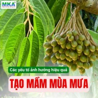 Tạo mầm mùa mưa