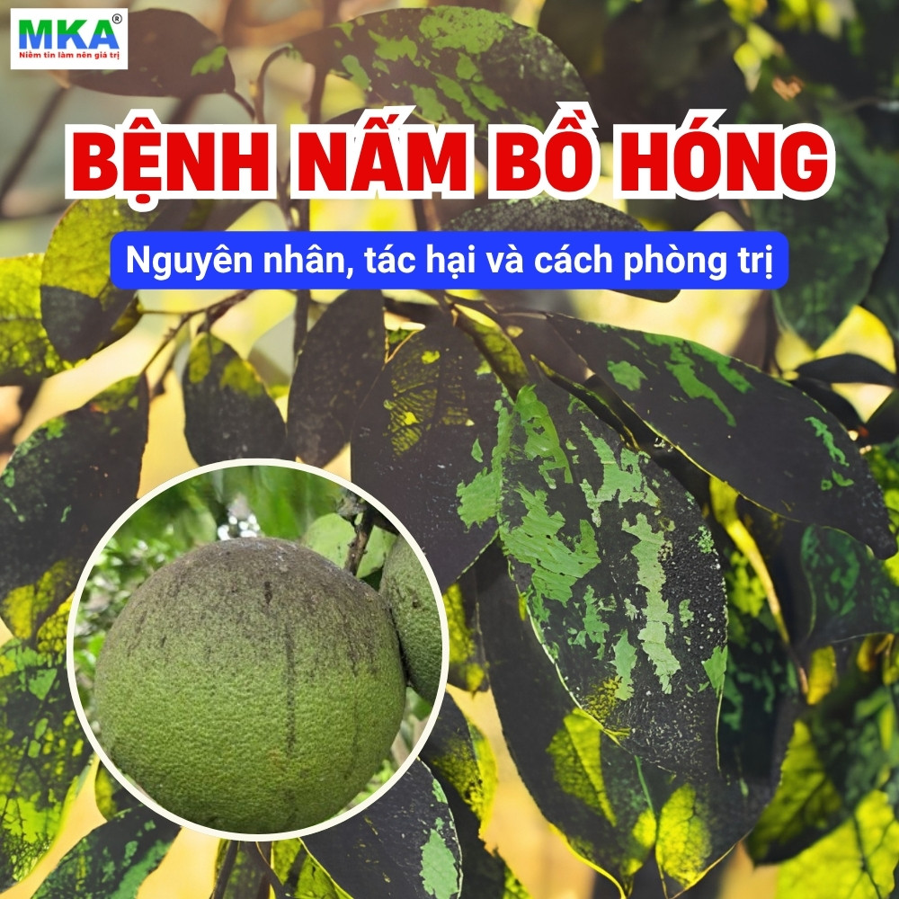 Bệnh nấm bồ hóng