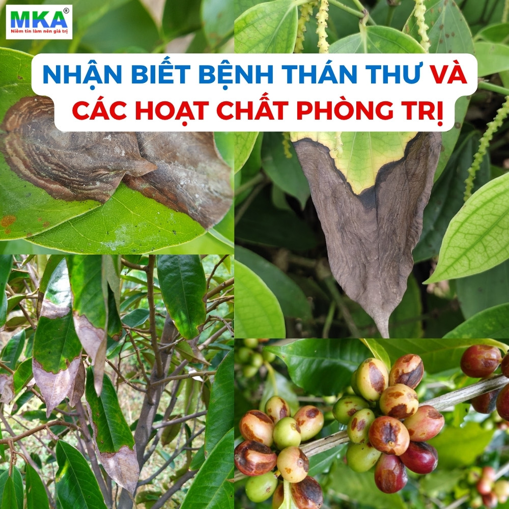 Bệnh thán thư và các hoạt chất phòng trị