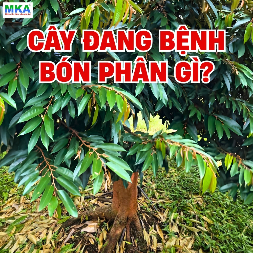 Cây đang bệnh bón phân gì