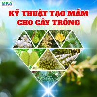 Ky-thuat-tao-mam-cho-cay-trong
