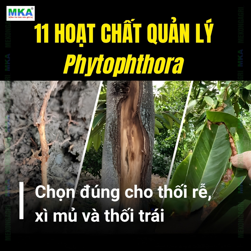 11 nhóm hoạt chất quản lý Phytophthora