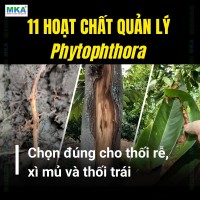 11 nhóm hoạt chất quản lý Phytophthora