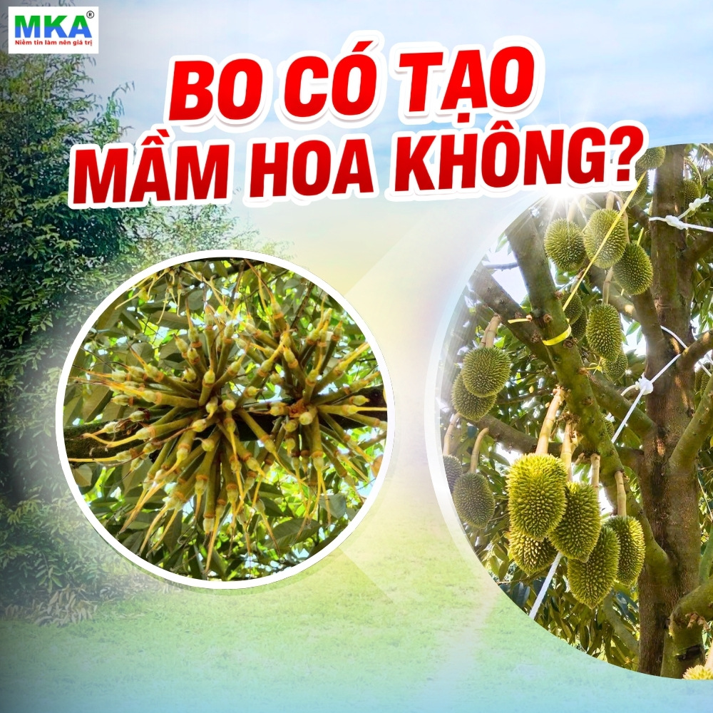 bo-co-tao-mam-hoa-khong
